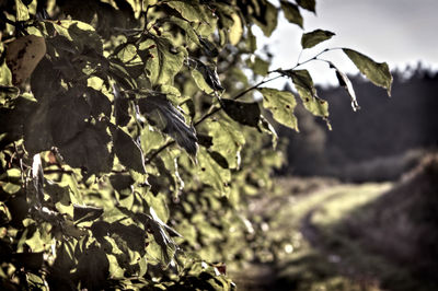 Close-up of leaves growing on tree