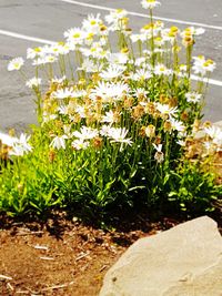 Close-up of white daisy flowers