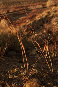 Close-up of dry plants on field