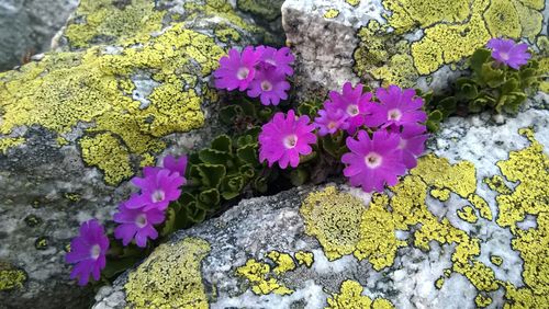 High angle view of pink flowers blooming outdoors