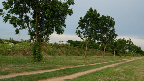 Trees on field against sky