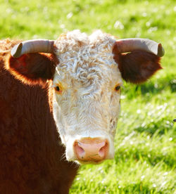 Close-up of goat