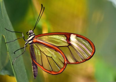 Glass wing butterfly