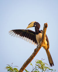 Low angle view of bird flying against clear sky