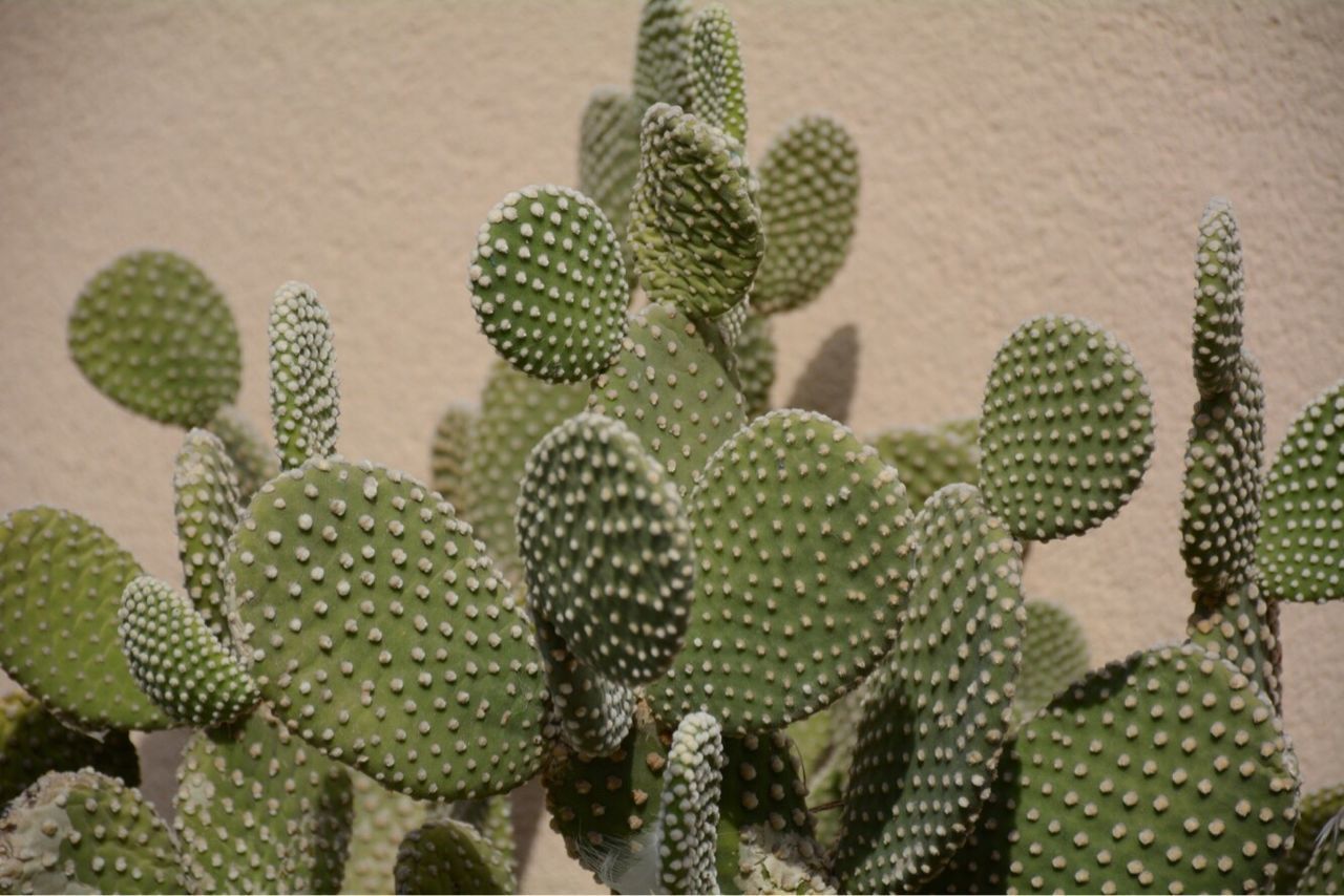 CLOSE-UP OF CACTUS GROWING ON PLANT DURING SUNSET