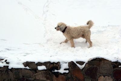 Dog walking on snow