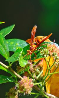 Close-up of insect on plant