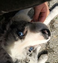 Close-up portrait of dog