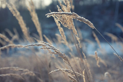 Close-up of stalks in field