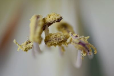 Extreme close-up of pollen