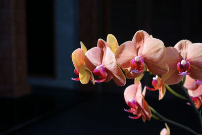 Close-up of pink orchids plant