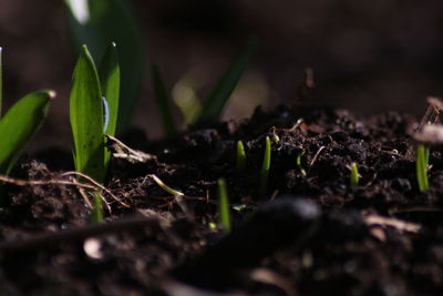 Close-up of plant growing on field