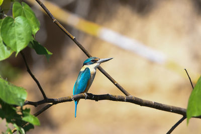 Bird perching on a branch