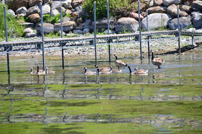 View of birds in lake