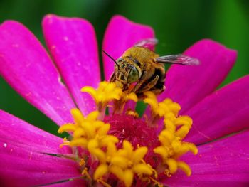 Close-up of honey bee pollinating on pink flower