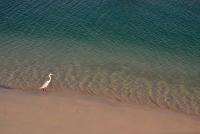 Bird on beach against sea