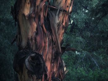 Close-up of horse on tree