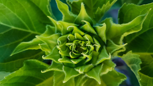 Full frame shot of green plant