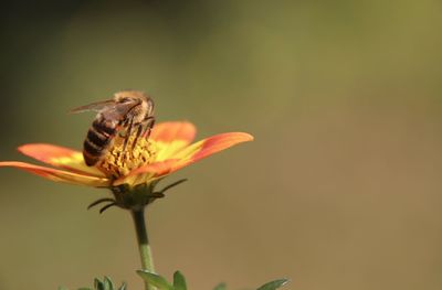 Close-up of insect on flower