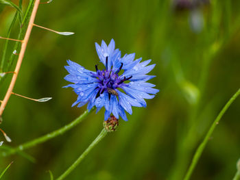 Close-up of purple flowering plant