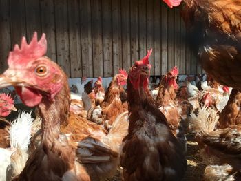 Close-up of chickens