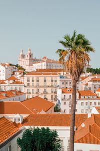 Church on top of hilly town and palm tree