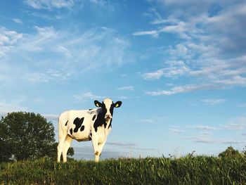 Cows standing in field