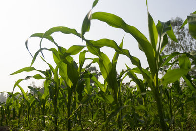 Close-up of fresh green plants against sky