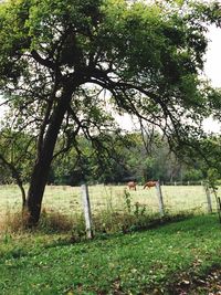 Trees on grassy field