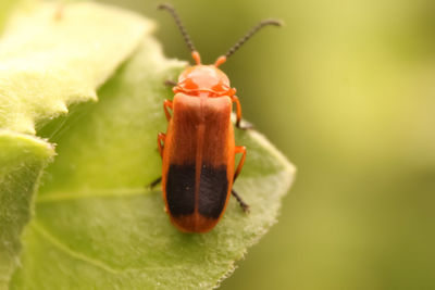 Close-up of insect