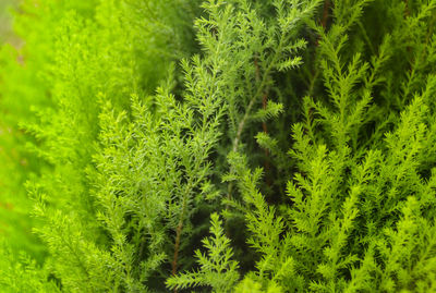 Full frame shot of fresh green plants