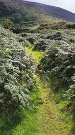 High angle view of plants growing on land