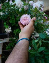 Close-up of hand holding rose on plant