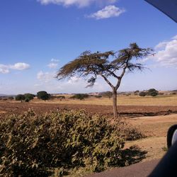 Trees on field against cloudy sky