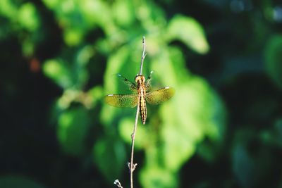 Close-up of insect on plant
