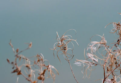 Close-up of dried plant against clear sky