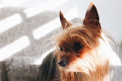 Close-up of a dog