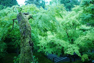 Low angle view of trees in forest