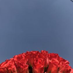 Close-up of red rose against blue sky