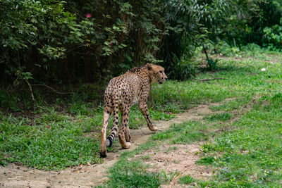 View of cat walking on street amidst trees