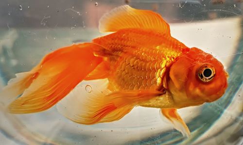 Close-up of fish swimming in sea