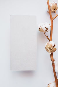 Close-up of white flowers on table