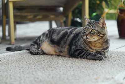 The cat is resting on the deck of the backyard against the background of the golden setting sun