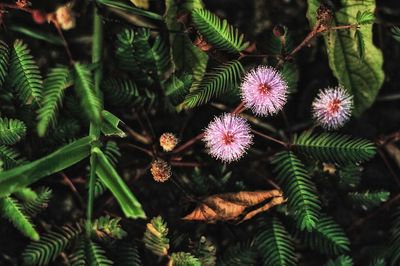 Close-up of pink flowering plants