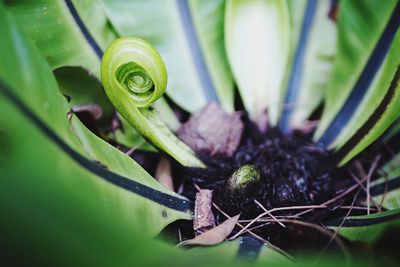 Close-up of fresh green plant