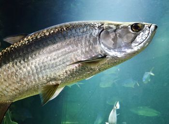 Close-up of fish swimming in sea