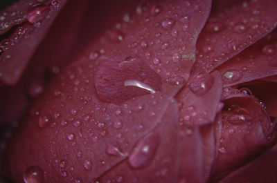Close-up of water drops on red leaf