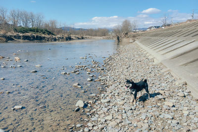 Dog on beach