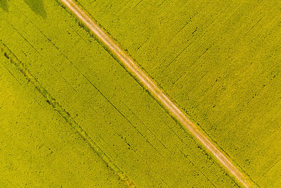 Scenic view of agricultural field