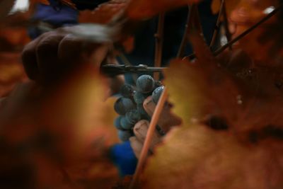 Close-up of plant against blurred background